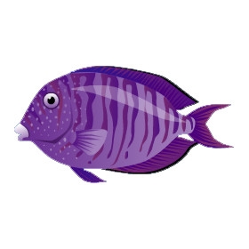 Purple Surgeonfish